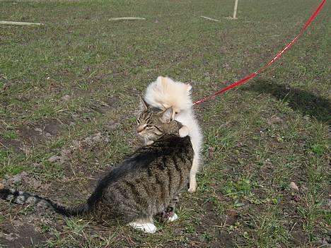 Pomeranian Chili <3 - Ehmn .. Ja .. Et katte-overfald. d;  billede 18