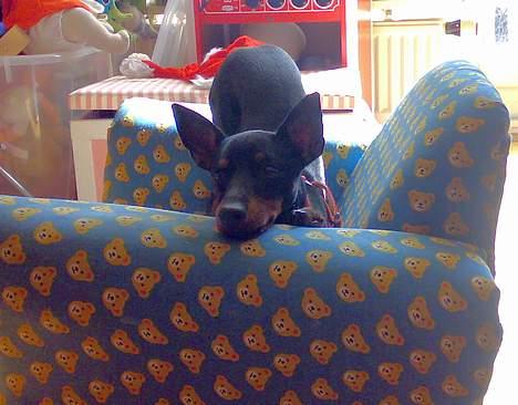 Engelsk toy terrier Fifi Gong Gong    - Første dag i mit nye hjem... charmer lige lidt :0) billede 5