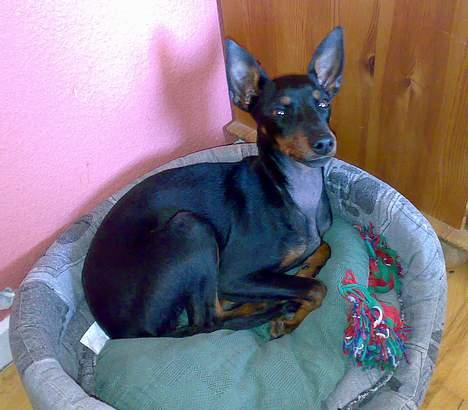 Engelsk toy terrier Fifi Gong Gong    - Ligger lige og inspisere de nye gemakker ;0) billede 7