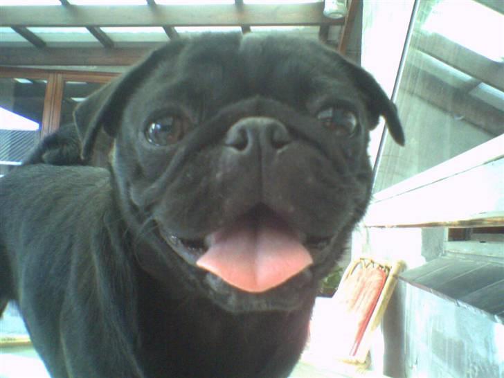 Mops emma *himmelhund* billede 1