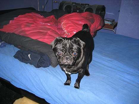 Mops emma *himmelhund* - jeg er klar bare rolig, ingen kommer ind af døren uden jeg ser det  billede 2