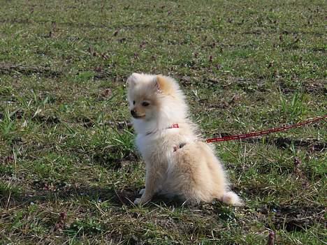 Pomeranian Chili <3 - Smukke hund (: <3 billede 19
