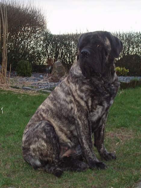 Mastiff Freja billede 12