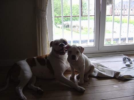 Amerikansk bulldog Amanda - SØSTER JOLLI OG JEG billede 7