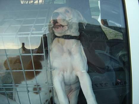 Amerikansk bulldog Amanda - sådan går det når man sidder fast billede 8