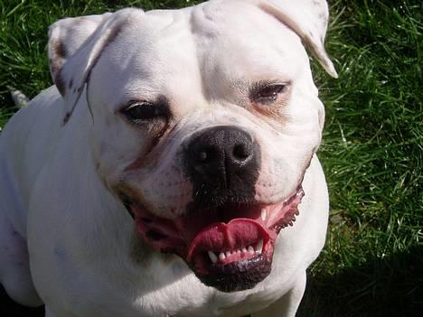 Amerikansk bulldog Amanda - Jeg er så stor nu..... billede 9