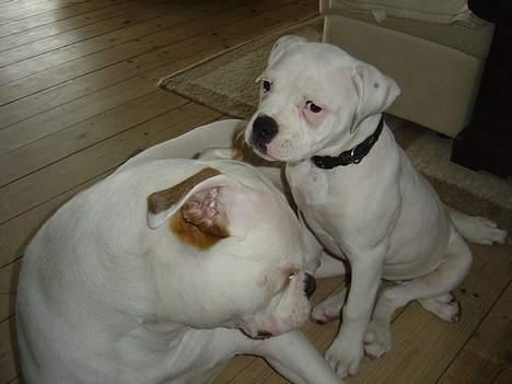 Amerikansk bulldog Amanda - Åh vi kæler lidt billede 10