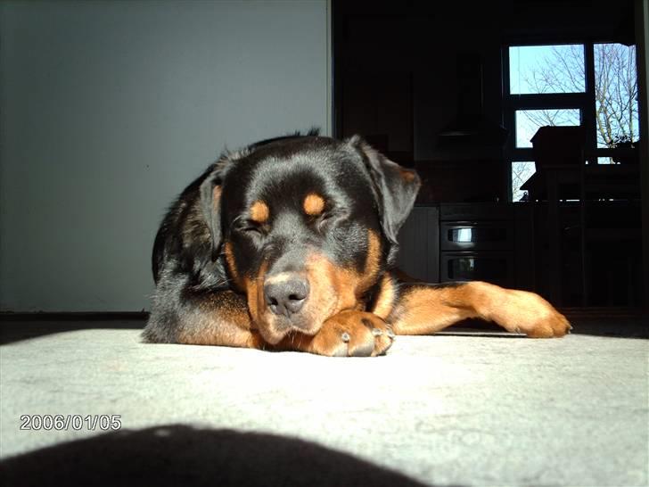 Blanding af racer sahan - Nu liggerjeg og nyder solens stråler.. billede 1