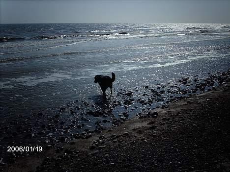 Blanding af racer sahan - Puha...... Bølgerne er vist lidt farlige i dag, de viser tænder... c") billede 2