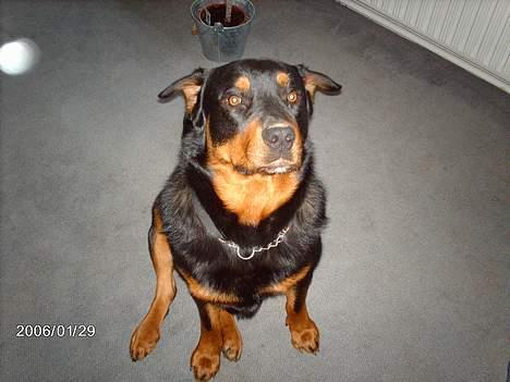 Blanding af racer sahan - HVAD......! billede 4