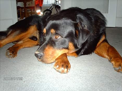 Blanding af racer sahan - Bliver du ved.....? Har du ikke nok billeder...? billede 7