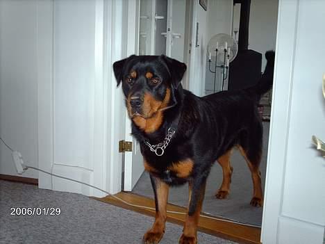 Blanding af racer sahan - Mig syns mig så en missetat...? billede 8