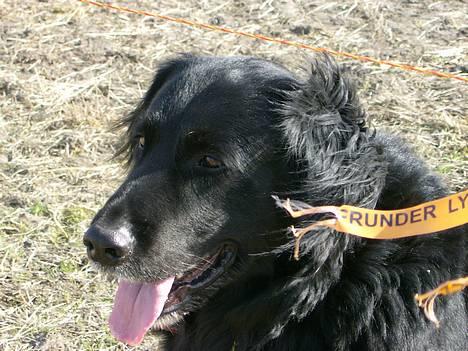 Blanding af racer Bobby billede 1