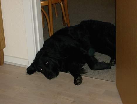 Blanding af racer Bobby - jeg er træt.... gab...  billede 2