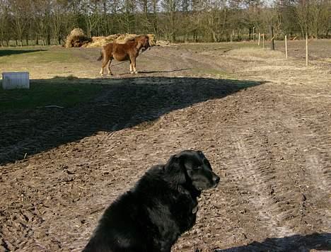 Blanding af racer Bobby billede 3