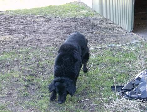 Blanding af racer Bobby billede 4