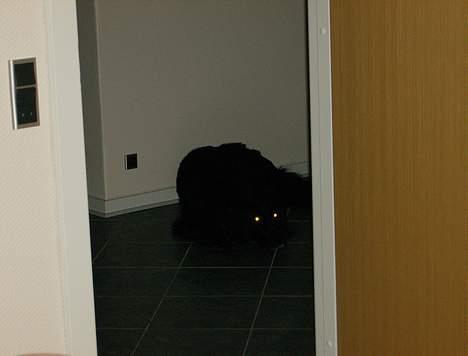 Blanding af racer Bobby billede 5