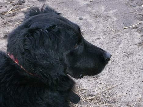 Blanding af racer Bobby billede 6