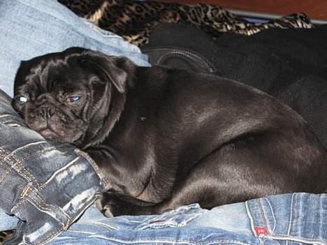 Mops emma *himmelhund* - åhh altså gå nu lige væk ikk mor du faktisk lidt irriterende nu billede 3