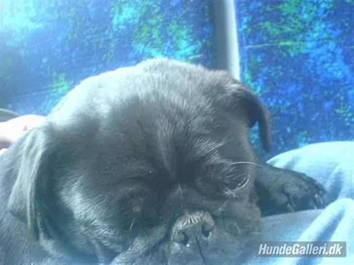 Mops emma *himmelhund* - emma synes tog turen blev lidt kedelig  billede 4