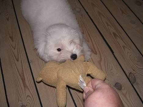 Coton de tulear Oskar - Det er min bamse.... billede 13