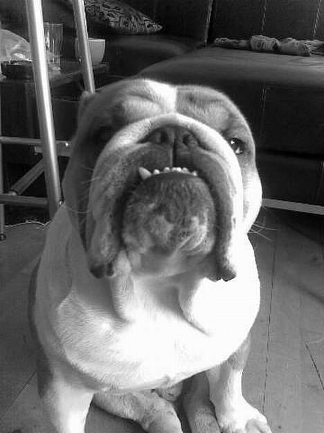 Engelsk bulldog Jimbo billede 12