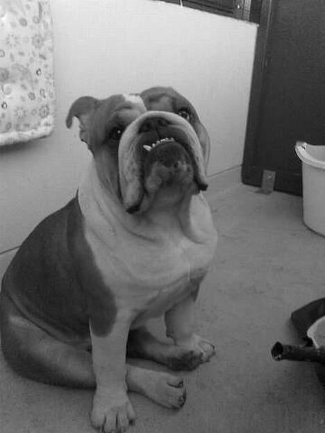 Engelsk bulldog Jimbo billede 13