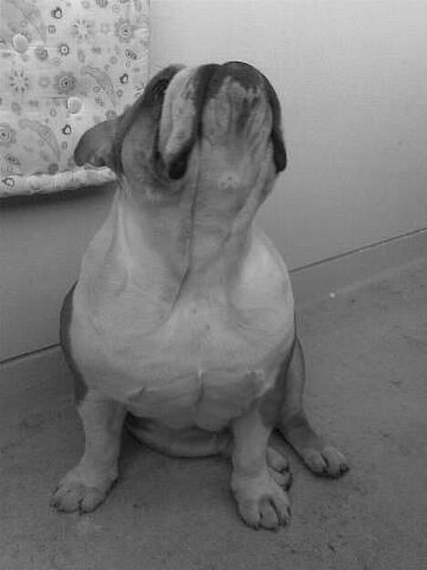 Engelsk bulldog Jimbo billede 14