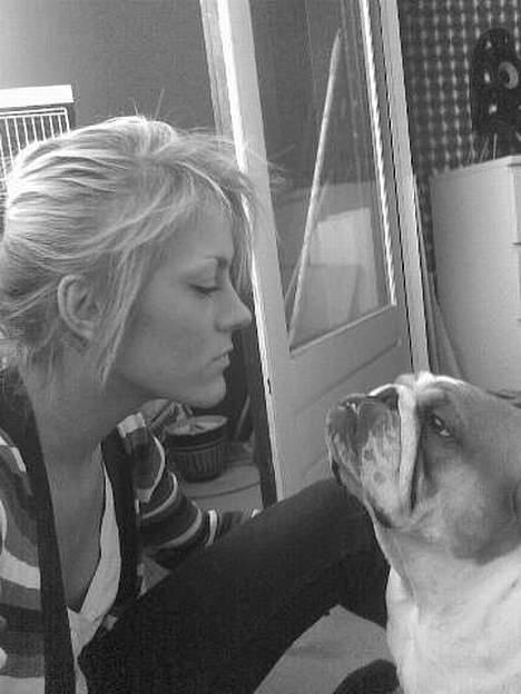 Engelsk bulldog Jimbo billede 15