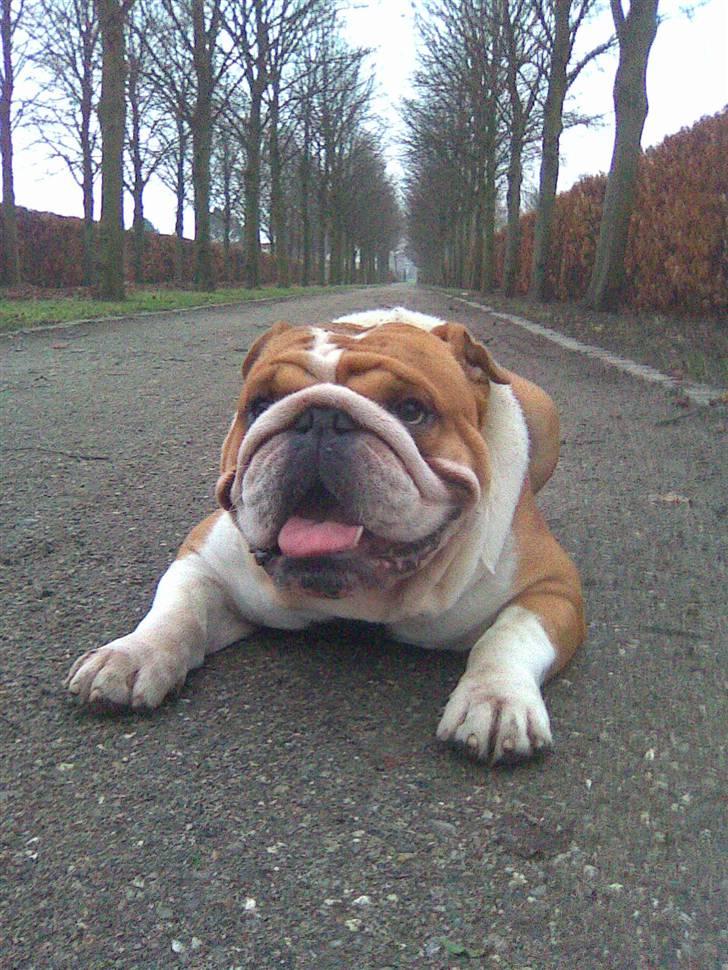 Engelsk bulldog Jimbo billede 16