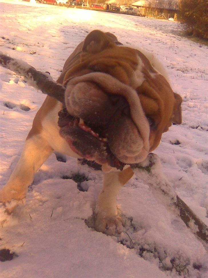 Engelsk bulldog Jimbo billede 17