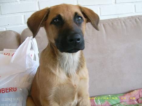 Blanding af racer Mika billede 4