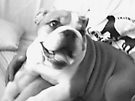 Engelsk bulldog Jimbo billede 18