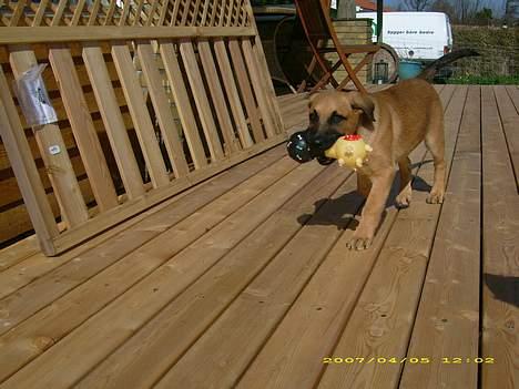 Blanding af racer Mika billede 5