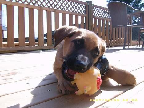 Blanding af racer Mika billede 6