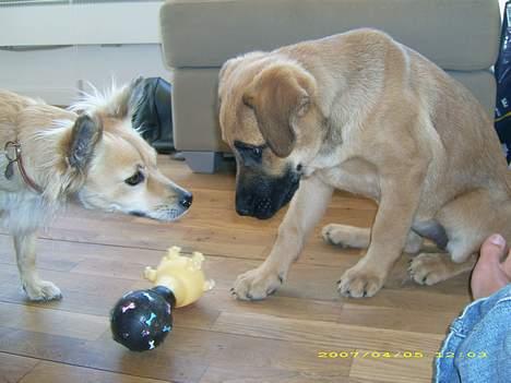 Blanding af racer Mika billede 7