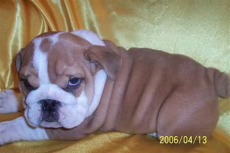 Engelsk bulldog Jimbo billede 19