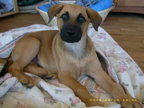 Blanding af racer Mika billede 8