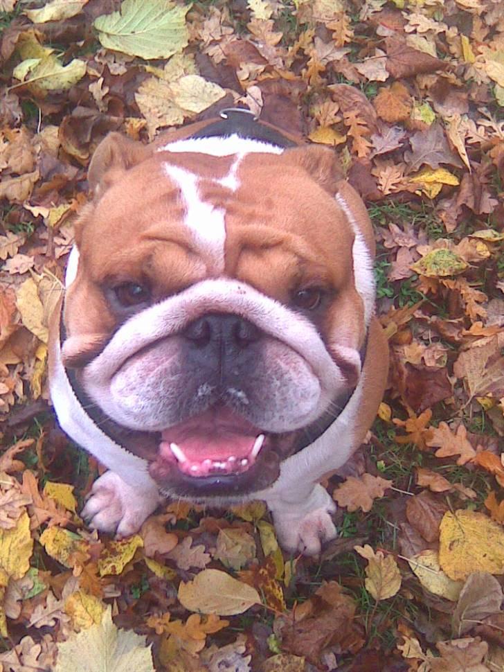 Engelsk bulldog Jimbo billede 20