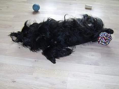 Pekingeser mila - det er ikke til at se hvad der op el. ned . men det er hygge billede 12