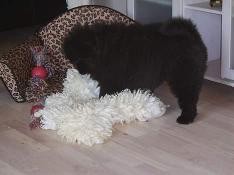 Chow chow nikita - Dumme lam jeg skal æde dig  billede 5