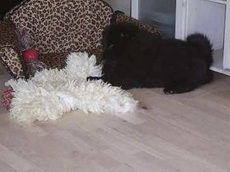 Chow chow nikita - Ha ha jeg fik dig  billede 6