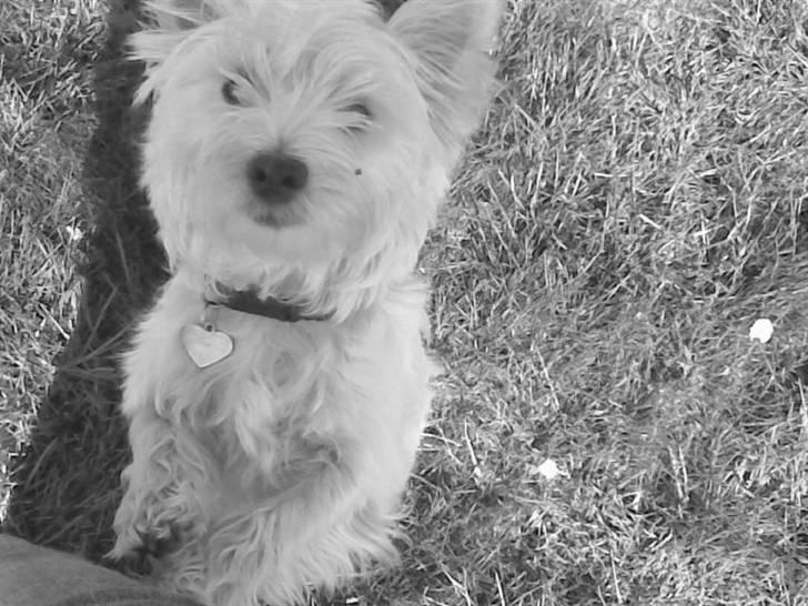 West highland white terrier Oompa billede 1