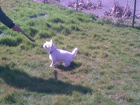 West highland white terrier Oompa billede 2