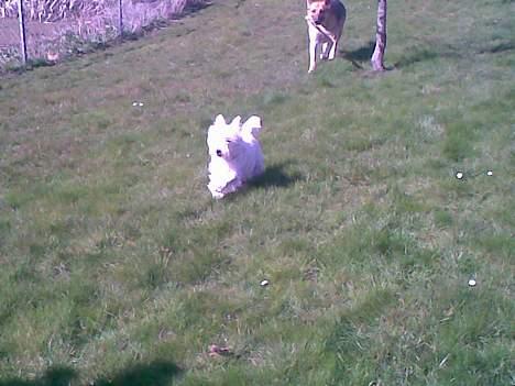 West highland white terrier Oompa billede 3