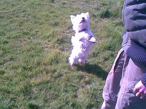 West highland white terrier Oompa billede 4