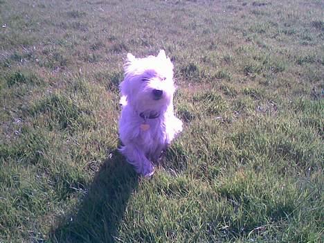 West highland white terrier Oompa billede 5