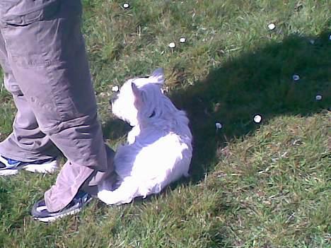 West highland white terrier Oompa billede 6