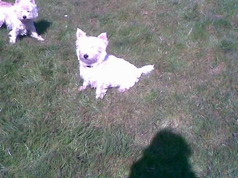 West highland white terrier Oompa billede 7