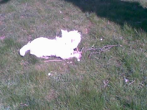 West highland white terrier Oompa billede 8